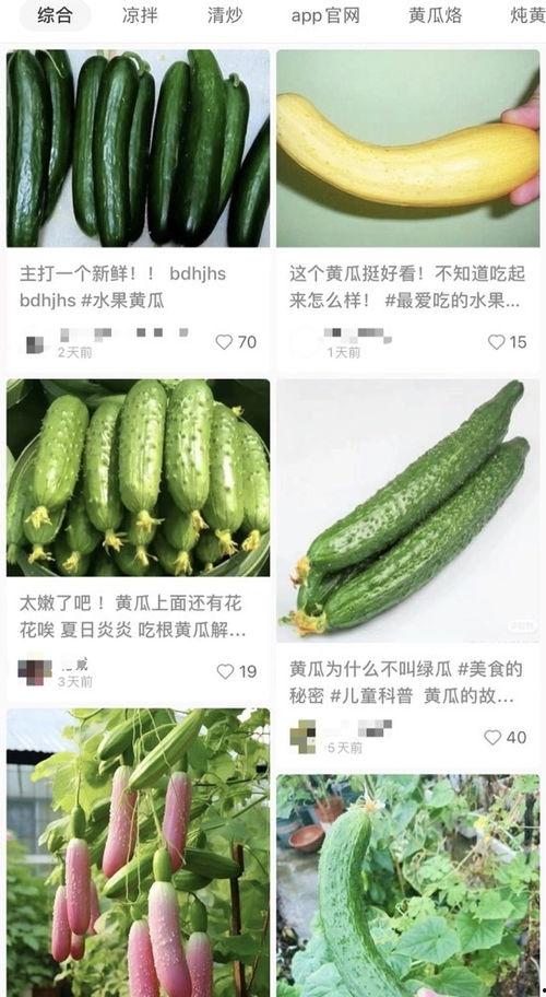 山东黄瓜爆料视频大全,揭秘田间地头新鲜趣事