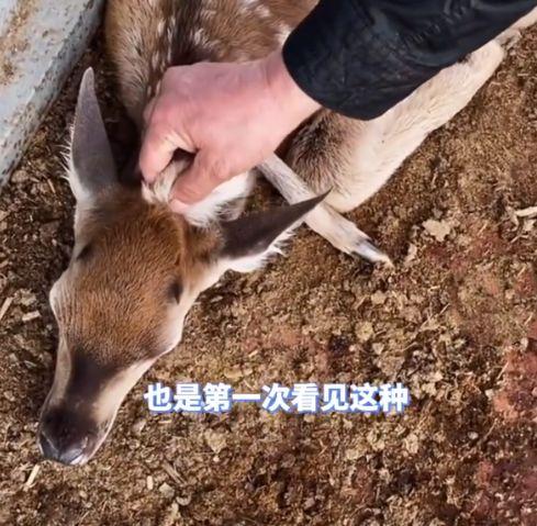 鹿拍视频爆料违法吗,违法与否引发社会热议  第2张
