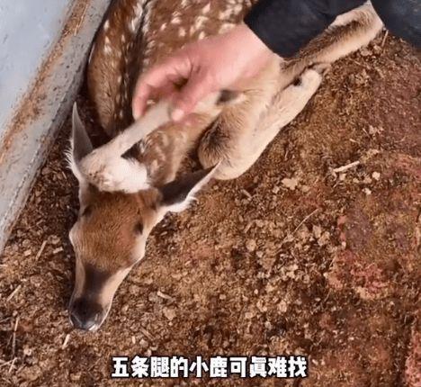 鹿拍视频爆料违法吗,违法与否引发社会热议  第3张