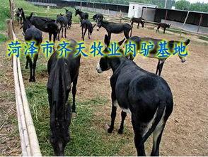 爆料大驴的视频播放大全,精彩内容一网打尽  第2张