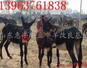 爆料大驴的视频播放大全,精彩内容一网打尽  第3张