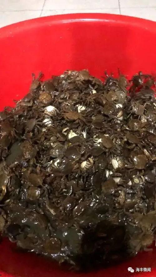 晶核最新版本爆料螺,螺元素全新玩法与进化解析