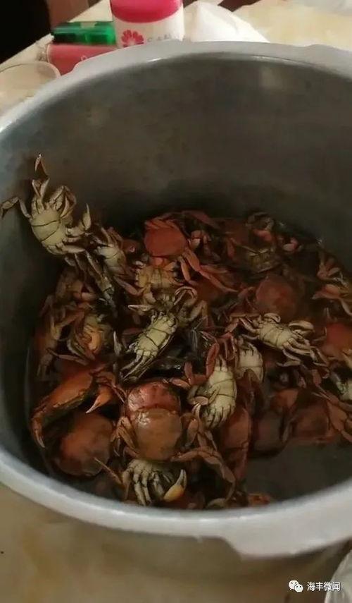 晶核最新版本爆料螺,螺元素全新玩法与进化解析  第2张