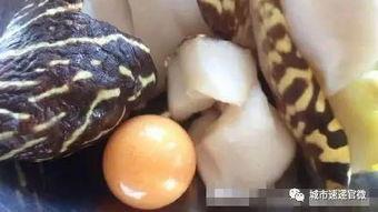 晶核最新版本爆料螺,螺元素全新玩法与进化解析  第3张