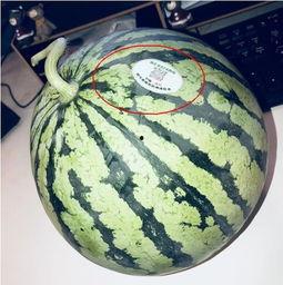 网红吃瓜头像图片大全集,趣味横生，笑料百出  第3张