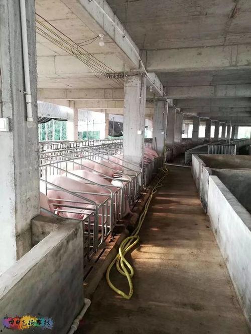 长春养猪场爆料事件视频,揭露养殖场内幕,引发公众关注 第2张 长春养猪场爆料事件视频,揭露养殖场内幕,引发公众关注 第2张