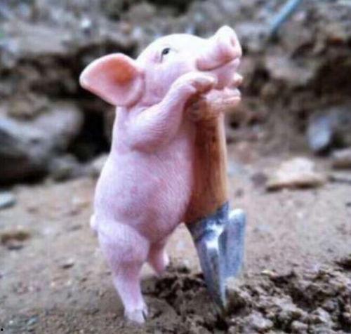 长春养猪场爆料事件视频,揭露养殖场内幕,引发公众关注 第3张 长春养猪场爆料事件视频,揭露养殖场内幕,引发公众关注 第3张