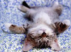 养猫的狗子爆料视频,养猫日常趣事大曝光！