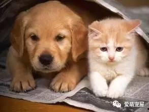 养猫的狗子爆料视频,养猫日常趣事大曝光！  第2张