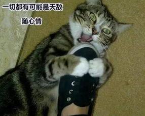 养猫的狗子爆料视频,养猫日常趣事大曝光！  第3张