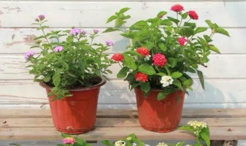 白山希尔顿爆料视频最新  第3张