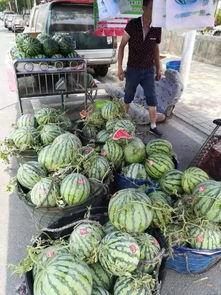 康县网红 吃瓜事件,网络舆论的风暴与反思