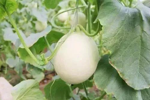 康县网红 吃瓜事件,网络舆论的风暴与反思 第3张 康县网红 吃瓜事件,网络舆论的风暴与反思 第3张